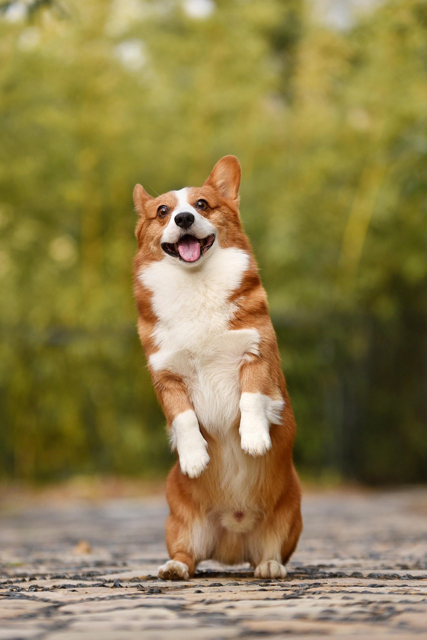 corgi